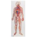 3B Scientific Circulatory System - w/ 3B Smart Anatomy 1000276